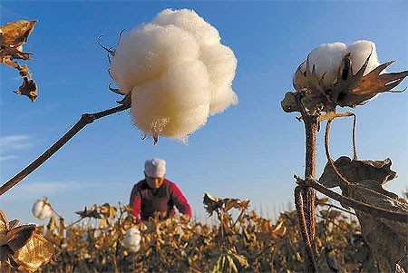 棉花价格:国内比国际每吨贵5000元
