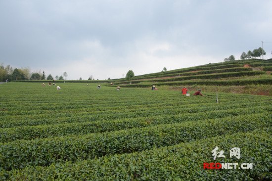 清明踏青茶园显春意长沙茶农采茶忙（图）