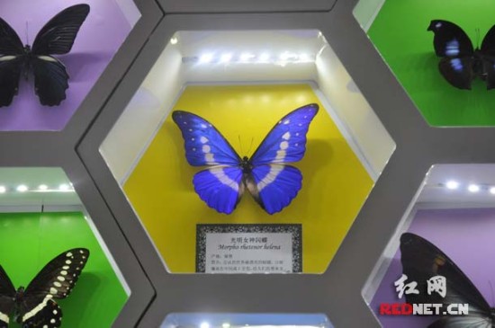 (蝴蝶文化展览馆展出了世界各地的珍稀蝴蝶标本1000余种.)