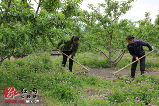 炎陵县探索生态种植绿肥搬进果园
