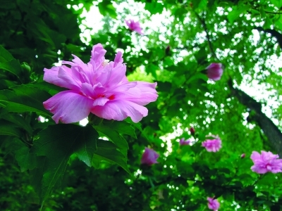 夏日路边 木槿花开