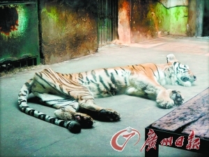 天津一老虎骨瘦如柴 动物园称因它生病了