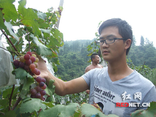 泸溪因地制培植高山葡萄 育出富民甜蜜产业(图)