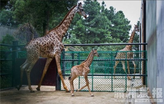 长沙动物园新添雌雄两只长颈鹿宝宝 3个月后可与游客见面
