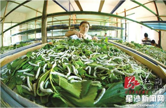 长沙县福临镇:10万条蚕宝宝 即将吐丝结茧