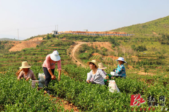 茶陵县秩堂镇多少人口_茶陵县界首镇白沙沙场