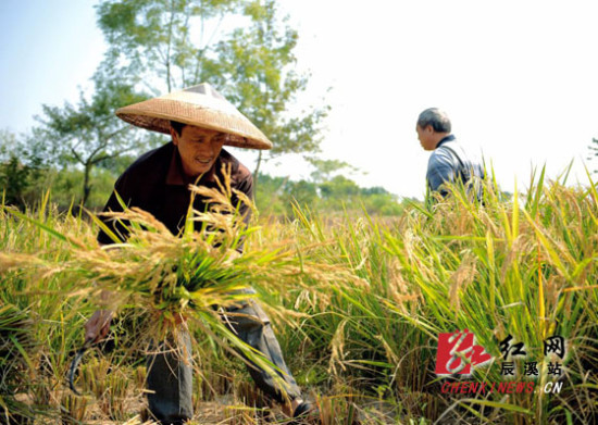 种麦子一样种水稻辰溪普通中稻无水栽培在山田