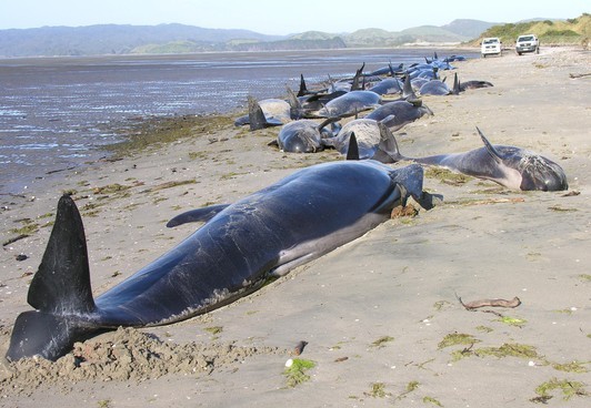 澳洲男子好奇爬上鲸鱼尸体 遭捕食鲨鱼群围困