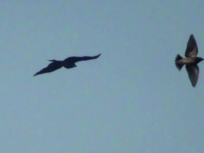 黑鹰入侵灰椋鸟群 遭椋鸟群殴败退