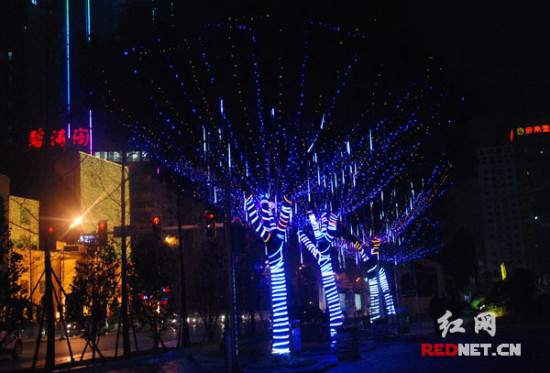 (芙蓉中路湘雅路口路段,彩灯彩带缠绕的樟树在夜晚闪闪发光)