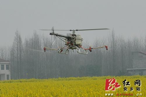 安乡:农作物病虫害防治逐步进入无人机时代