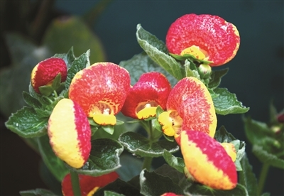 蒲包花长得像五颜六色小"饺子"