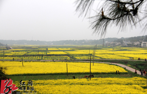 近日,湘潭县花石镇的1800亩油菜花争相开放,引来数千名游客前来赏花