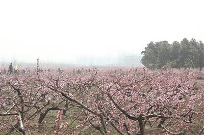 滁州桃文化旅游节开幕