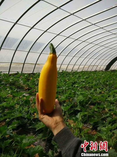 黄土高原兰州西固试点生态农业种出彩色蔬菜(