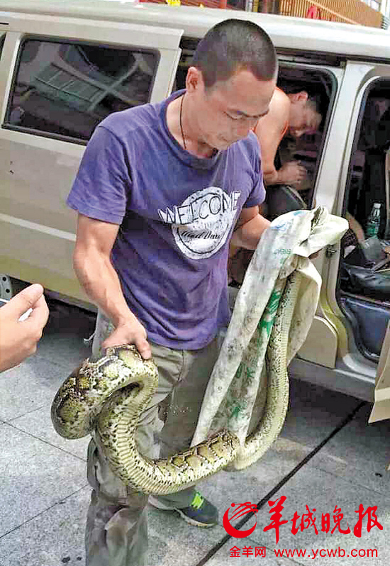 2米长蟒蛇藏身车前盖 东莞消防员活捉放生生态