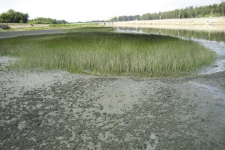 台湾高美湿地遭重油污染 生态环境面临浩劫(图