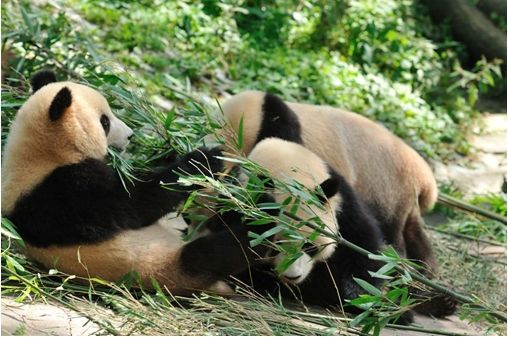 气温差2度 大熊猫繁殖几率下降一半