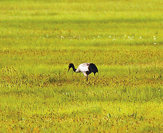 野生动物毁坏庄稼如何补偿 动物保护法亟待修