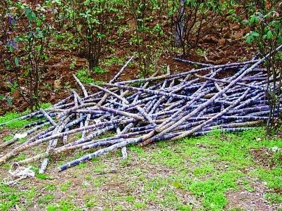 100余根已经霉变的甘蔗丢弃山中