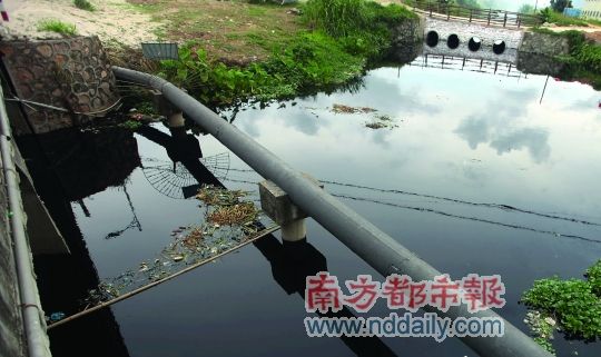珠海中山跨界水污染。南都记者马强　摄