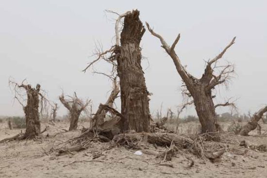 在新疆阿克苏地区沙雅县的“魔鬼林”里，一株株枯死的胡杨木，在风沙中坚守着这片曾留下美丽身影的土地。而沙雅县塔里木河古河道的100万亩胡杨林因缺水面临着与“魔鬼林”同样的命运。田惠平摄