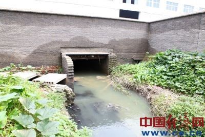 强酸性污水从金大地化工的院墙内流出。(中国经济网 陈逸鸣摄于7月12日)