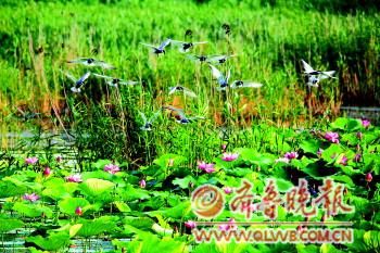湿地虽美不是人人可入(组图)