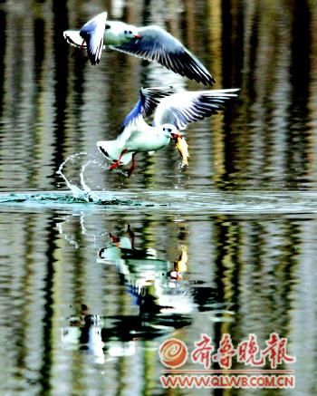 湿地虽美不是人人可入(组图)