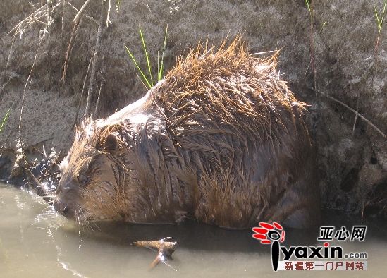 一只因乌伦古河泄洪被困10连大渠的河狸