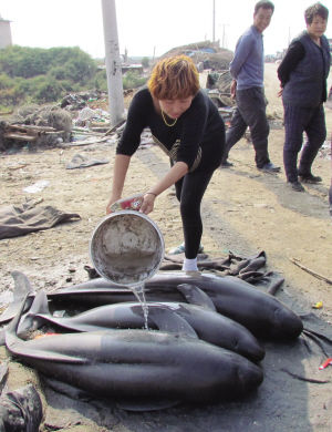 渔民为江豚洒海水保持皮肤湿润 李跃 摄
