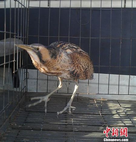图为被村民救起的野生黄尾鹣。宋敏涛 摄
