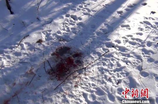 事发现场大片血迹　珲春森林公安供图　摄