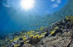 海水变暖致全球珊瑚白化现象日趋严重