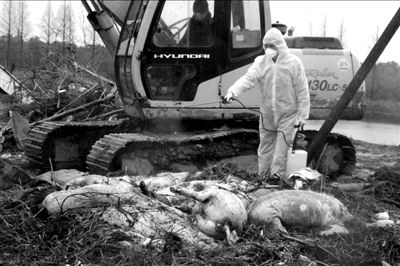 3月13日，上海市金山区防疫人员在小泖港死猪掩埋地对死猪进行消毒。新华社发