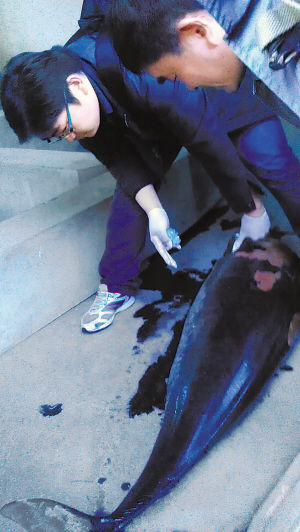 工作人员正在检查死亡的江豚
