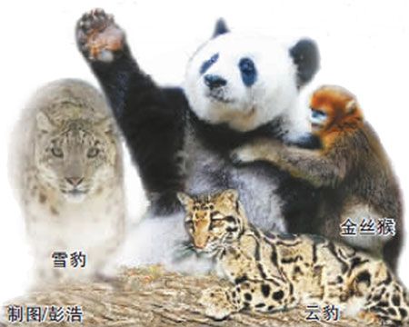 盘点成都珍贵动植物家底，大熊猫只是“领头大哥”。