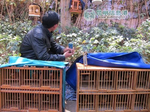 这名男子在街头贩卖野生画眉鸟。
