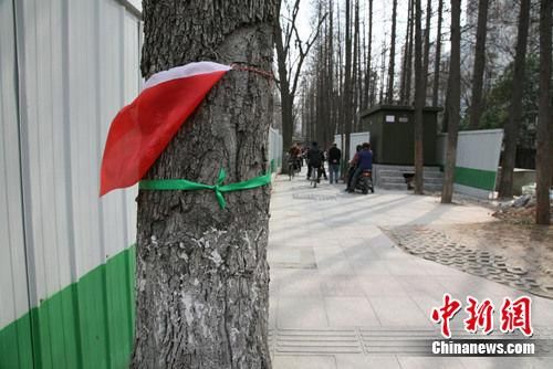 系着绿色丝带的大树，即将离开生长的地方。申冉