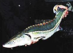 国家一级保护动物达氏鳄(又名长江鲟) 国家一级保护动物达氏鳄(又名长江鲟)