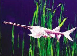 国家一级保护动物白鳄 国家一级保护动物白鳄