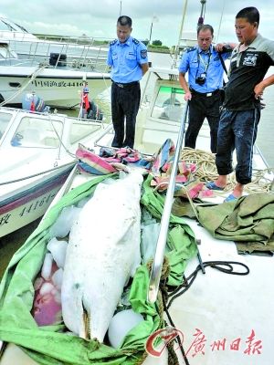 死去的这条中华白海豚约2.5米长，体重约400斤。