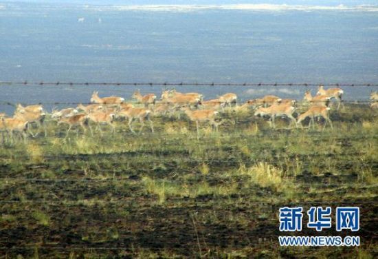 野生黄羊群在蒙古国一侧边境铁丝网附近徘徊（6月20日摄）。新华社发（张云龙摄）