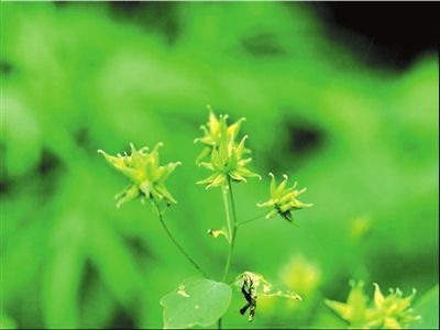 长喙唐松草，发现于门头沟小龙门和龙门涧