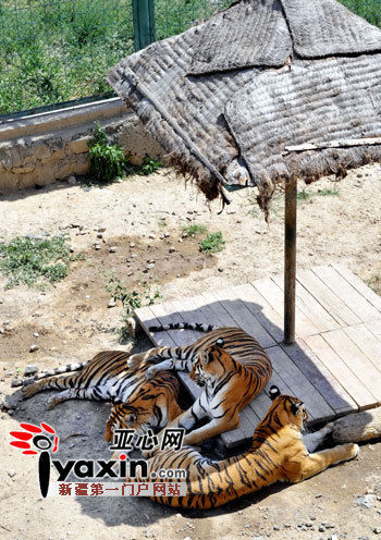 图为烈日炎炎，凉棚阴凉下，三只东北路“挤”在一块躲避毒辣的太阳。 亚心网记者 朱翊 摄