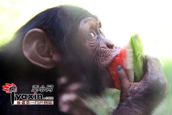 图为7月12日，天山野生动物园猩猩馆里，妞妞正大口吃着饲养员送来的冰西瓜。 亚心网记者 朱翊 摄