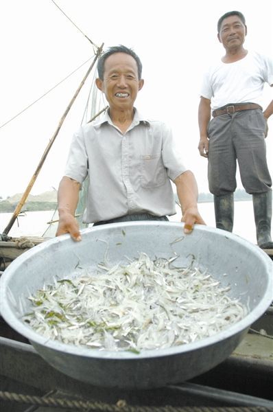 淮河水质改善提高银鱼捕捞量(图)