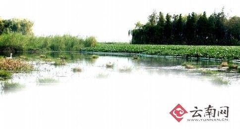 滇池生态日渐好转。