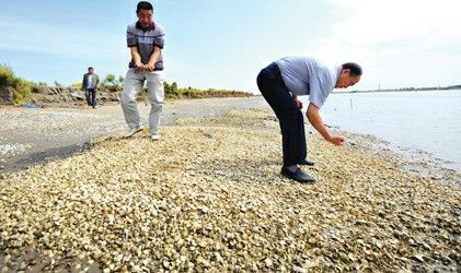 9月1日，河北唐山乐亭县，羊角村的两位村干部拣拾死贝，留下证据，海滩上的死贝堆成小山似的。 