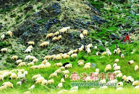 山坡上的羊群，草原上明显增多的野生动物会与牲畜争抢草场。